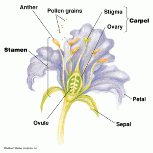 anatomi bunga